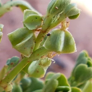 Roepera apiculata, pointed twinleaf, Paddabilla Bore, Eulo