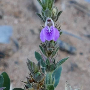 Rostellularia adscendens, Tato campground, Thargomindah