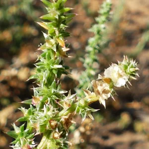 Salsola australis, southern Russian thistle or roly poly, Charleville