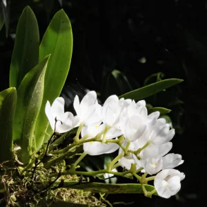 Sarcochilus niveus, Mt Glorious