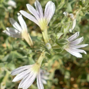 Scaevola parvibarbata, small beard fanflower, Thargomindah