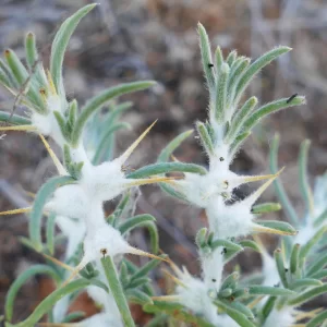 Sclerolaena bicornis, goathead burr, Bowra Wildlife Sanctuary, Cunnamulla