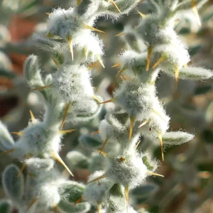 Sclerolaena birchii, galvanised bur, Quilpie
