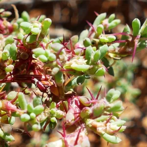 Sclerolaena intricata, poverty bush, Paddabilla bore, Eulo