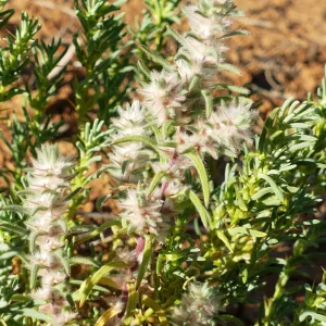 Sclerolaena lanicuspis, copper burr, Tato campground, Thargomindah