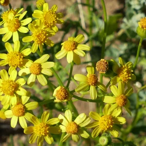 Senecio depressicola, Thargomindah