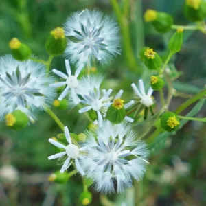 Senecio glossanthus, slender groundsel, Cunnamulla