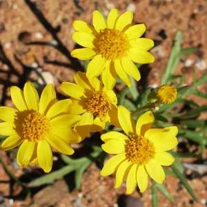 Senecio pinnatifolius, pinnate-leaved groundsel, Miles