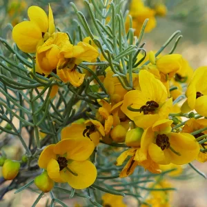 Senna artemisioides, silver senna, Cunnamulla
