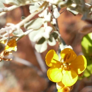 Senna artemisioides ssp. alicia, Quilpie_Thargomindah Road