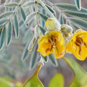 Senna artemisioides ssp. oligophylla, oval-leaf cassia, Bowra Wildlife Sanctuary, Cunnamulla