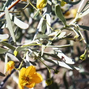 Senna phyllodinea, Innamincka Road