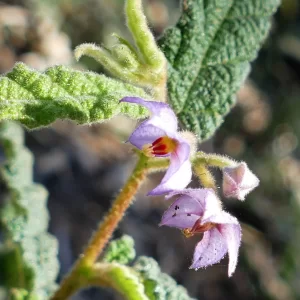 Seringia corollata, inland velvet-flower, Miles