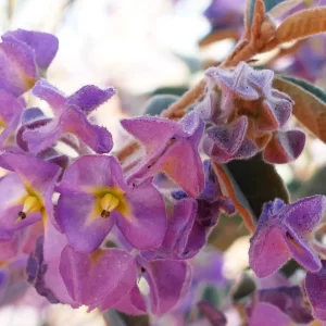 Seringia nephrosperma, Thargomindah