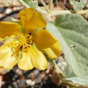 Sida asterocalyx, Quilpie_Thargomindah Road