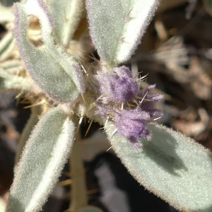 Solanum callosum, Hell Hole Gorge NP, Adavale