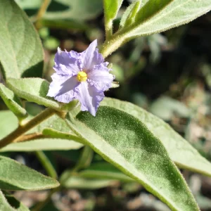 Solanum ellipticum, potatobush, Miles