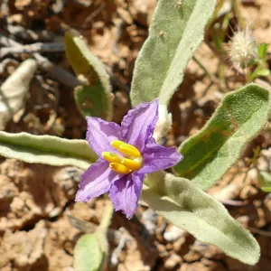 Solanum esuriale, quena, Paddabilla Bore, Eulo