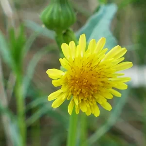 Sonchus oleraceus, common sow-thistle, 99, Wyandra