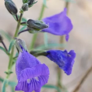 Stemodia florulenta, bluerod, Windorah_Quilpie Road