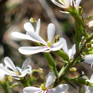 Stylidium eglandulosum, Miles