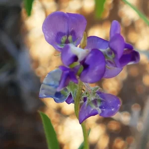 Swainsona campylantha, Tato campground, Thargomindah