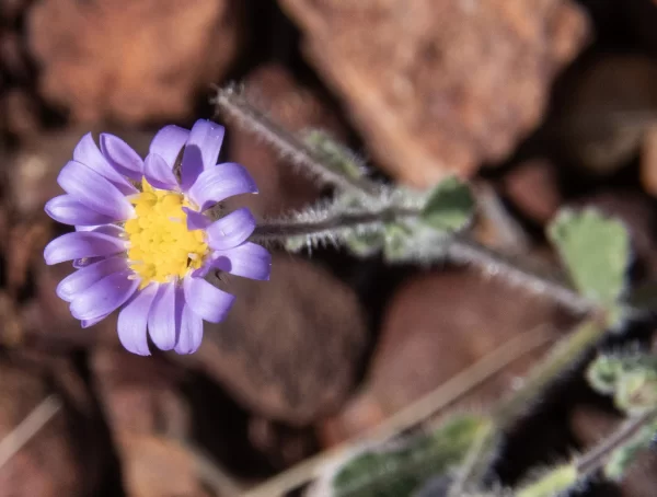 Vittadinia cuneata, purple fuzz weed, Bowra Wildlife Sanctuary, Cunnamulla
