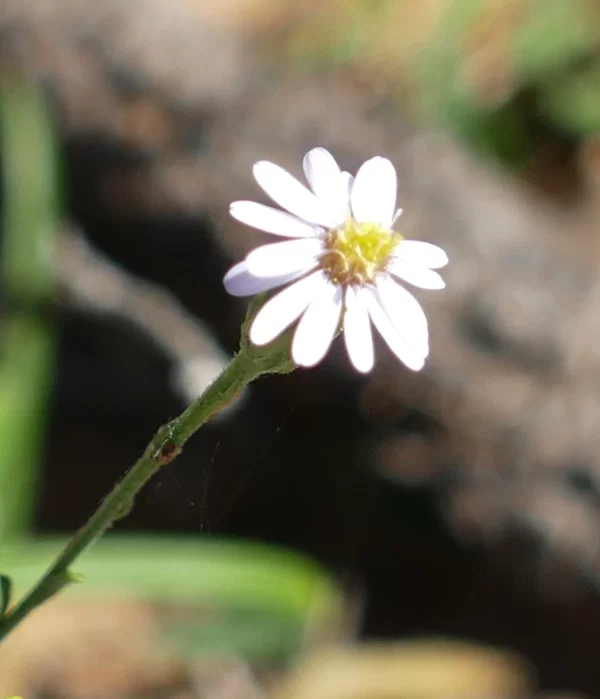 Vittadinia pterochaeta, Miles