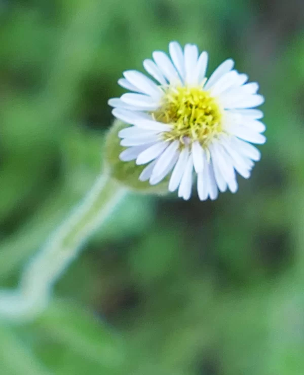 Vittadinia pustulata, smooth minuria, Wyandra