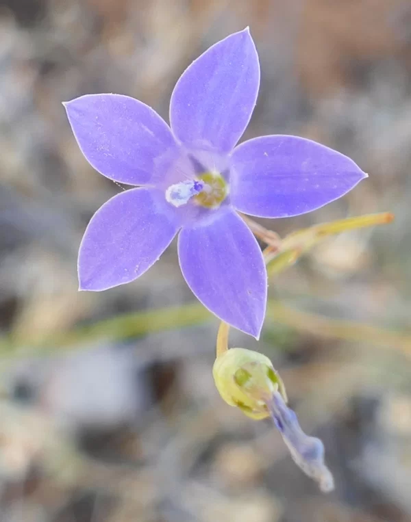 Wahlenbergia gracilis, Australian bluebell, Bowra Wildlife Sanctuary, Cunnamulla