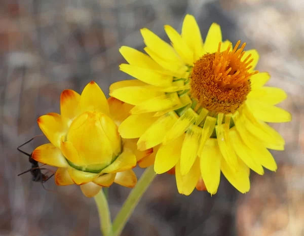 Xerochrysum bracteatum, Golden everlasting, Bowra Wildlife Sanctuary, Cunnamulla