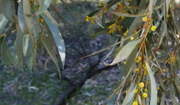 Acacia pendula, Weeping myall, Roma, Qld, yellow