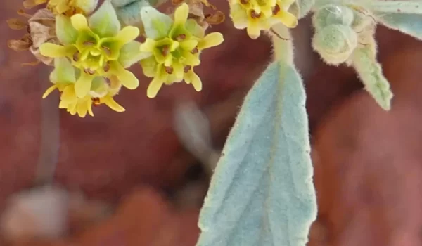 Androcalva loxophylla, Thargomindah, Qld, yellow