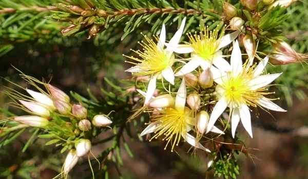 Calytrix gurulmundensis, Miles, Qld, Yellow