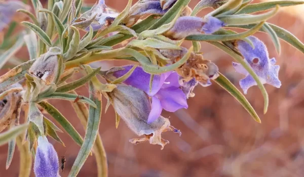 Eremophila gilesii subsp. gilesii, Charleville turkeybush, Quilpie_Thargomindah Road, Qld, purple