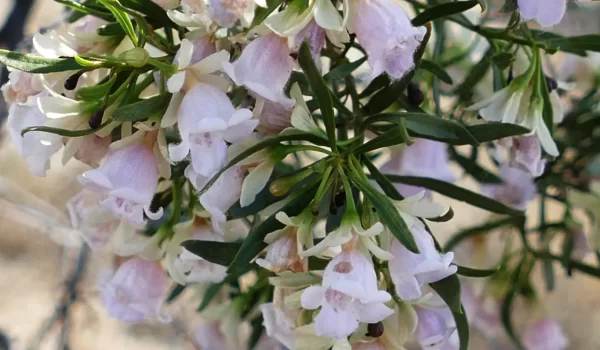 Eremophila sturtii, turpentine bush, Quilpie_Thargomindah Road, Qld, pink, purple