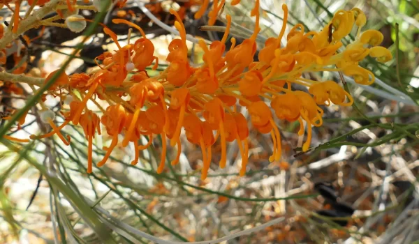 Grevillea juncifolia subsp. juncifolia, Windorah_Quilpie Road, Qld, orange