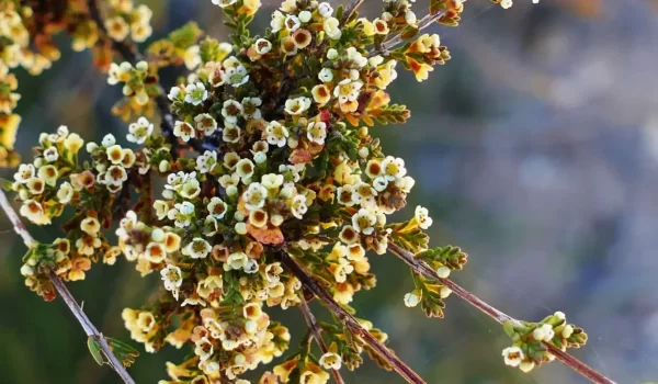 Micromyrtus carinata, Gurulmundi heath myrtle, Miles, Qld, White, yellow