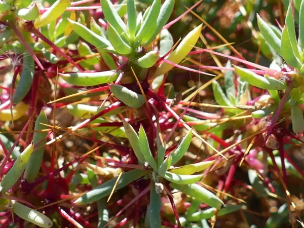 Sclerolaena longicuspis, long-spined poverty bush, Montecollina Bore, Strzelecki Track, SA, red, green