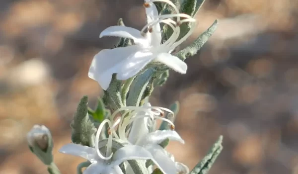 Teucrium racemosum, grey germander, Tato campground Thargomindah, Qld, white, grey