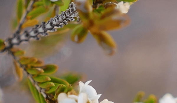 Thryptomene hexandra